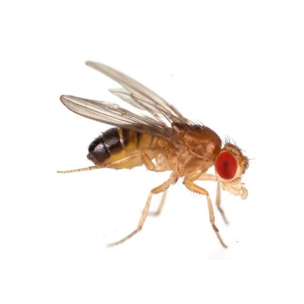 SCF-drosophila_melanogaster - Super Cricket Farms