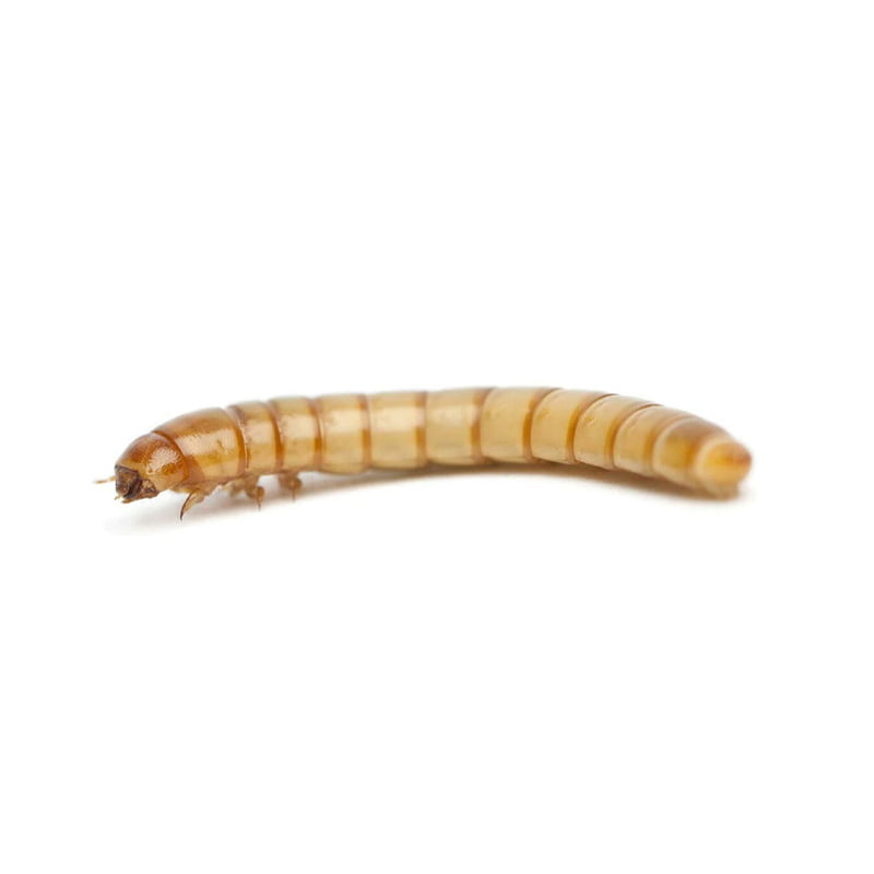 Large Mealworms - Super Cricket Farms