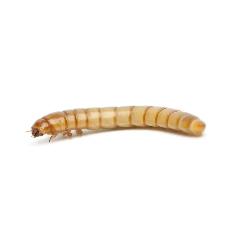 large3-4-mealworm - Super Cricket Farms