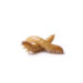 Two mealworms on a white background, pale yellow larval form of beetles often used as pet food or bait.