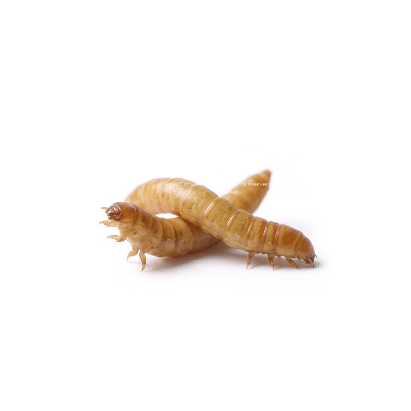 Two mealworms on a white background, pale yellow larval form of beetles often used as pet food or bait.