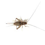 1″ Adult Crickets - Super Cricket Farms | Canada