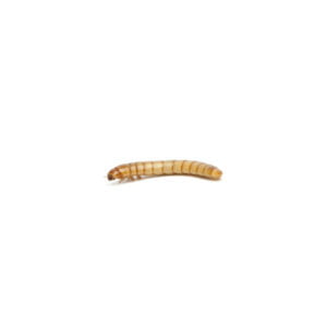 Kingworms (Giant Mealworms) - Super Cricket Farms