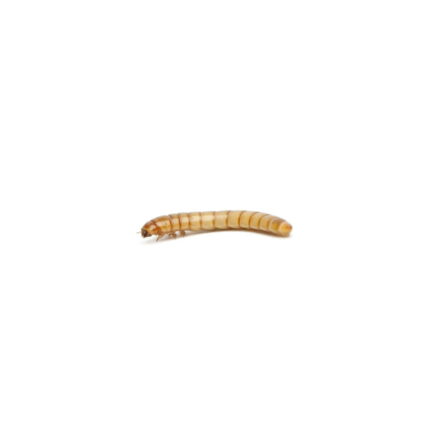 small1-4-mealworm - Super Cricket Farms