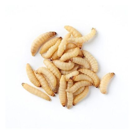 waxworms-supercricketfarms - Super Cricket Farms