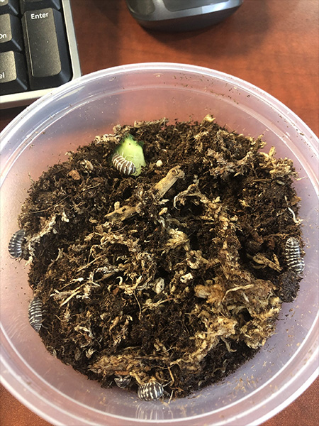 scf-post-01 - Super Cricket Farms