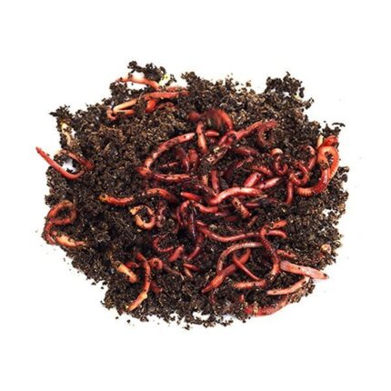 red-wrigglers-worms-super-cricket-farms - Super Cricket Farms