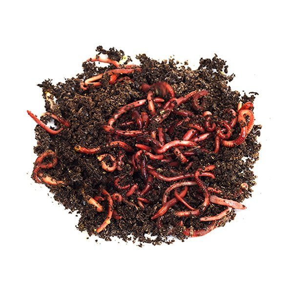 Red Wigglers - Super Cricket Farms