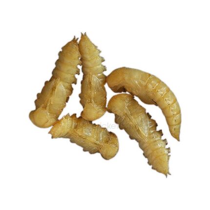 Mealworm-pupae-C2 - Super Cricket Farms