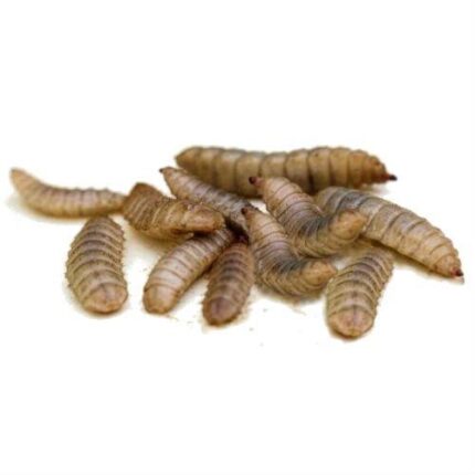 black soldier fly larvae - Super Cricket Farms