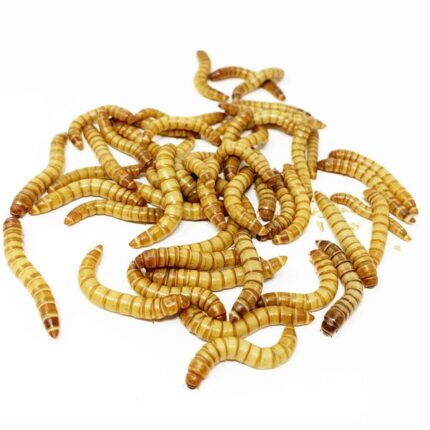 kingworms - Super Cricket Farms