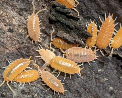 Porcellionides_pruinosus_Powder_Orange - Super Cricket Farms