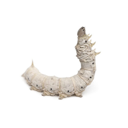 silkworm-600x - Super Cricket Farms