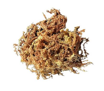 sphagnum_mossA - Super Cricket Farms