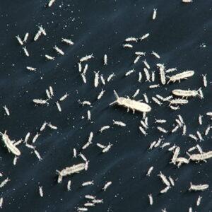 springtails