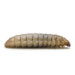 Beige mealworm larva (Tenebrio molitor) with a segmented body on a white background.