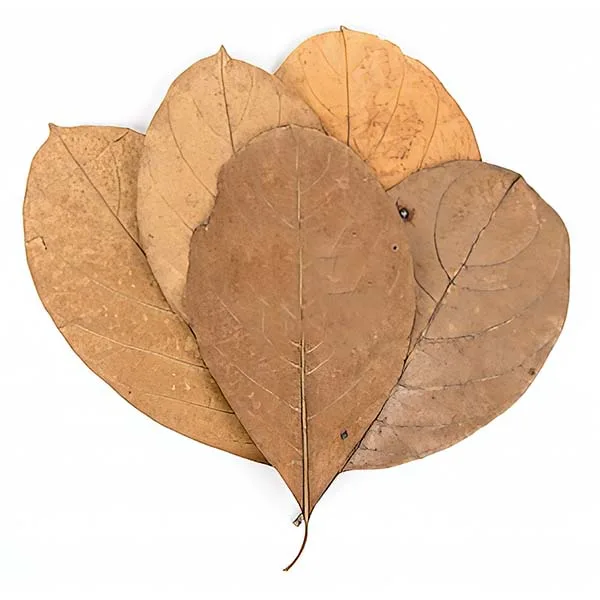 Jackfruit Leaves - Super Cricket Farms | Canada