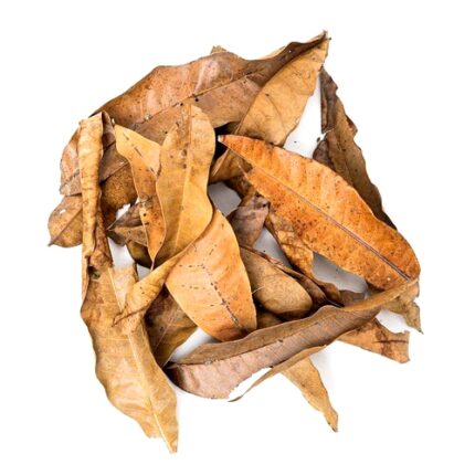 mango_leaves-super-cricket-farms - Super Cricket Farms