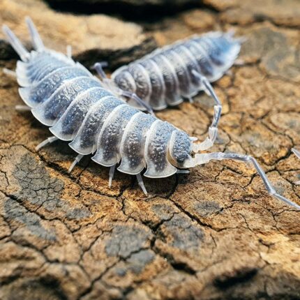 Porcellio-Hoffmannseggi - Super Cricket Farms