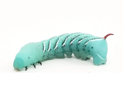 hornworm - Super Cricket Farms