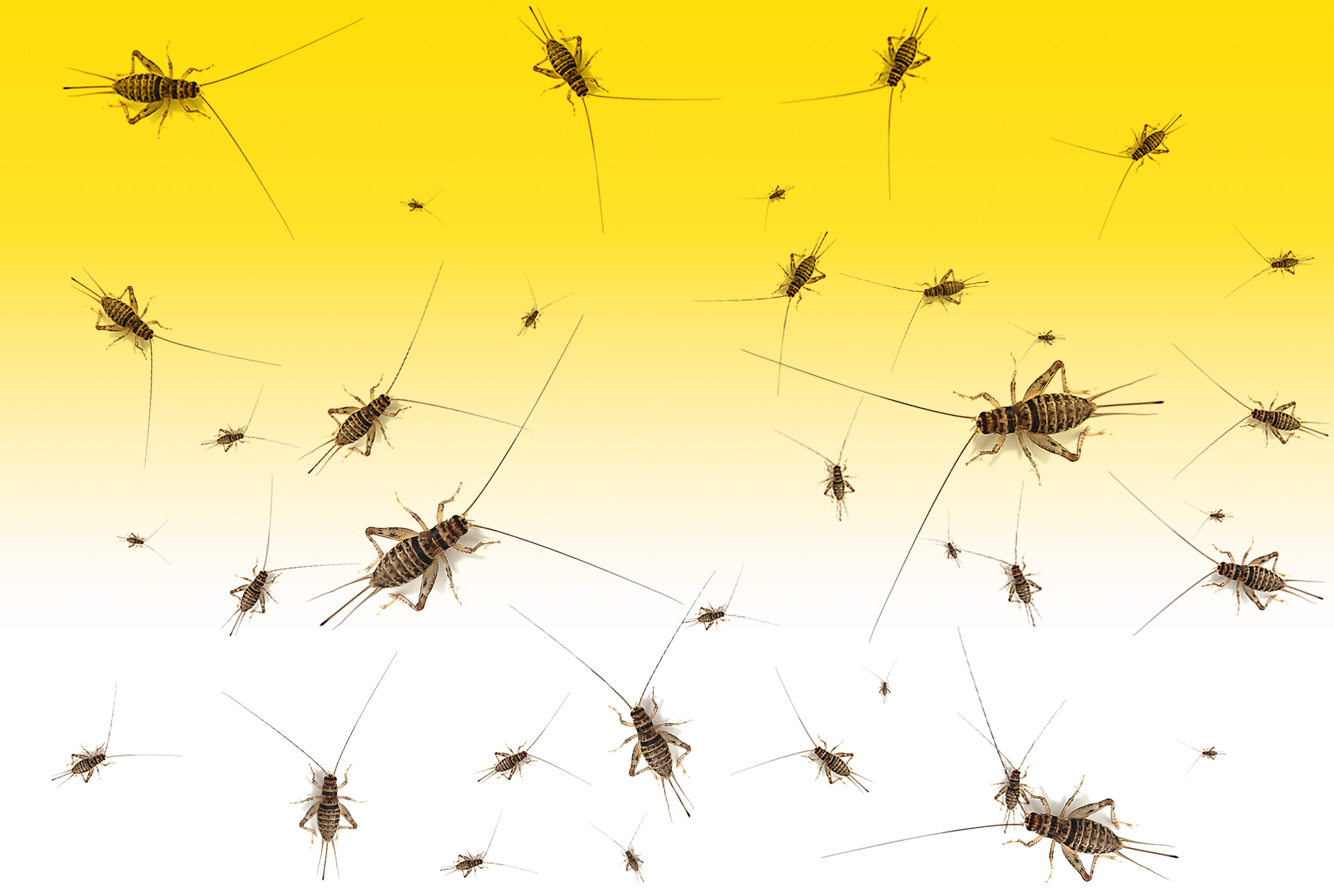 Super Cricket Farms Canada Farm Fresh Crickets and Worms