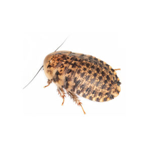 Discoid Roaches