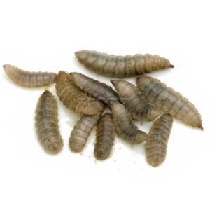 Group of gray-brown mealworm larvae on a white background, showing segmented bodies used as feeders or bait