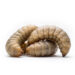 Two pale mealworm larvae curled on a white background, showing their segmented bodies and tiny hairs.