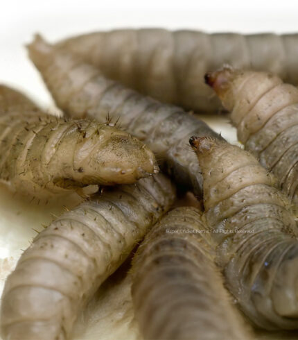 Close-up of pale mealworm larvae with bristly hairs on a light surface, showing segmented bodies and small heads, in a heap.