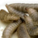 Close-up of pale mealworm larvae with bristly hairs on a light surface, showing segmented bodies and small heads, in a heap.