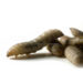 Close-up of pale, segmented larvae lying on a white surface.