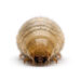 Macro photo of a pale beige grub/beetle larva facing the camera with a dark head and prominent mandibles on a white background