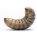 Close-up of a pale, segmented grub curved into a U-shape on a white background, showing a dark head and tiny bristles.