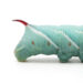 Turquoise segmented toy dinosaur walking left to right, with a red horn on its tail and small feet visible beneath each segment.