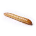 Mealworm larva (larva of a beetle) on a white background, pale yellow-brown cylindrical body with segmented rings