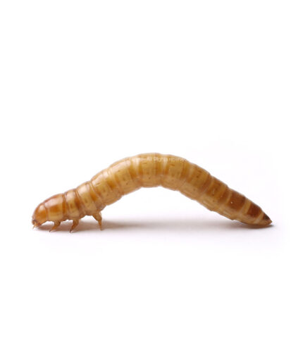 Close-up of a yellow-brown mealworm (mealworm beetle larva) on a white background.
