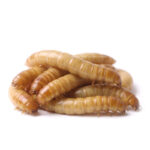 Pile of pale-yellow mealworms stacked on a white background