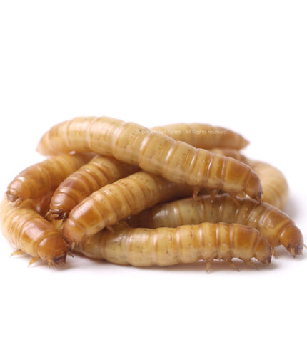 Pile of pale-yellow mealworms stacked on a white background
