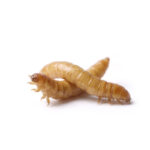 Three light brown mealworms (beetle larvae) on a white background.