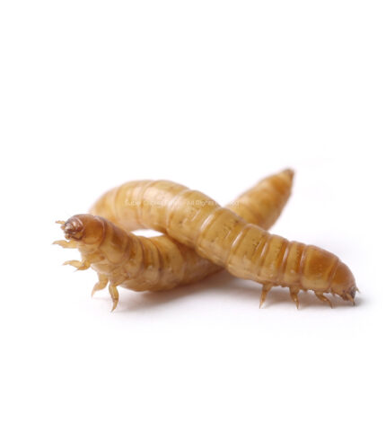 Three light brown mealworms (beetle larvae) on a white background.