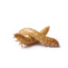 Three light brown mealworms (beetle larvae) on a white background.