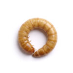 Curled tan larva (pupa) with visible segmentation on a white surface.