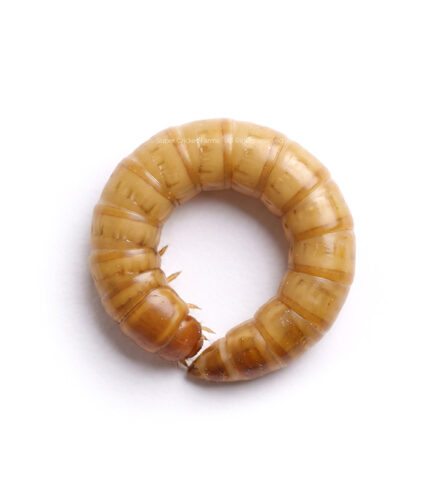 Curled tan larva (pupa) with visible segmentation on a white surface.