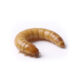 Mealworm larva curved in a C shape on a white background.