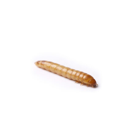Yellow-brown mealworm larva on a white background.