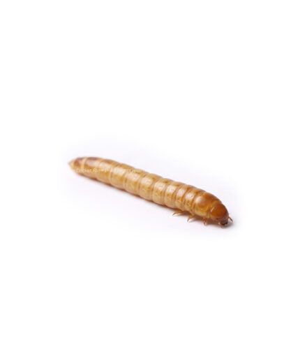 Yellow-brown mealworm larva on a white background.