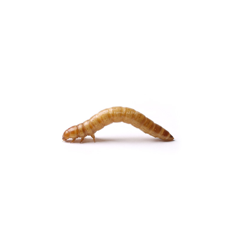 Light brown insect larva curved into an arch on a white background.