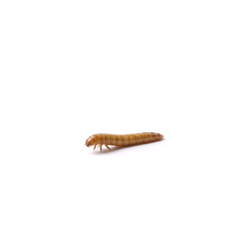 Brown mealworm larva on a white background