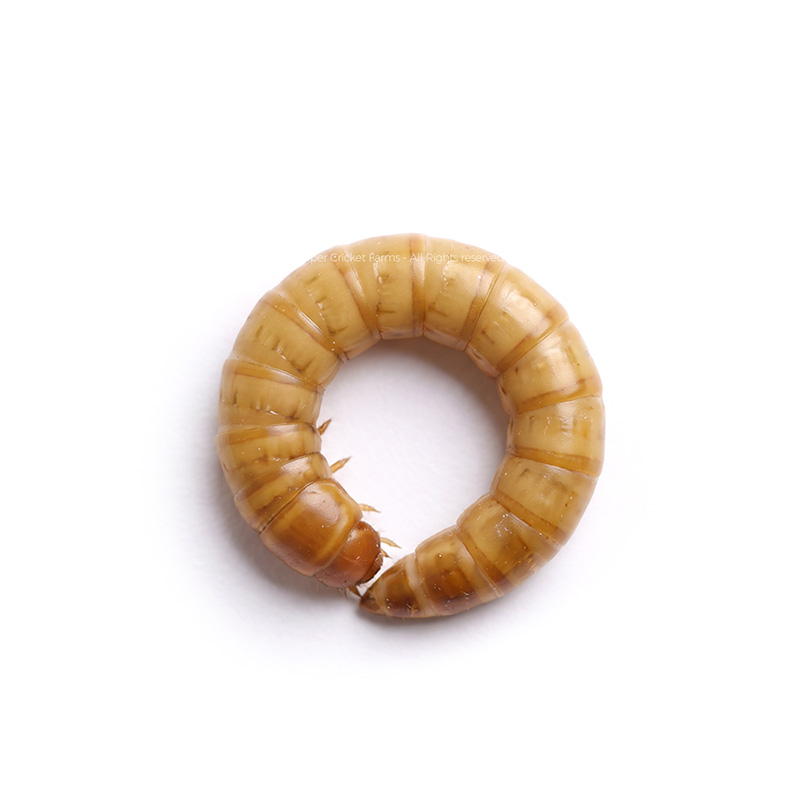 Curled light brown mealworm larva on a white background, forming a circular ring of segments.