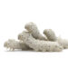 Group of pale white caterpillars stacked together on a white background.